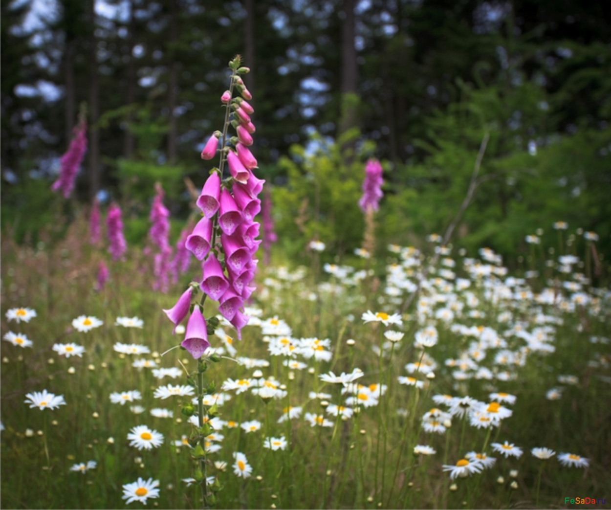Вереск обыкновенный Лесной