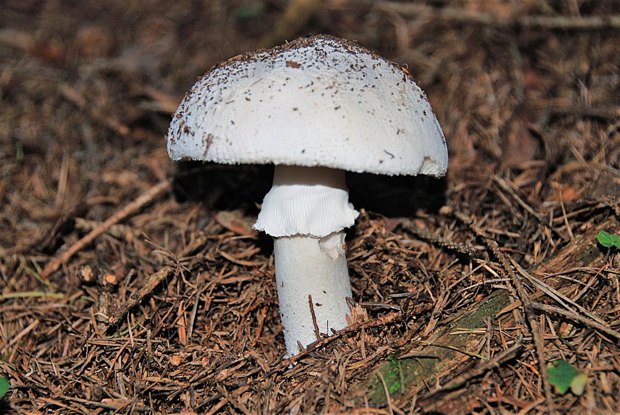 Шампиньон полевой Agaricus arvensis
