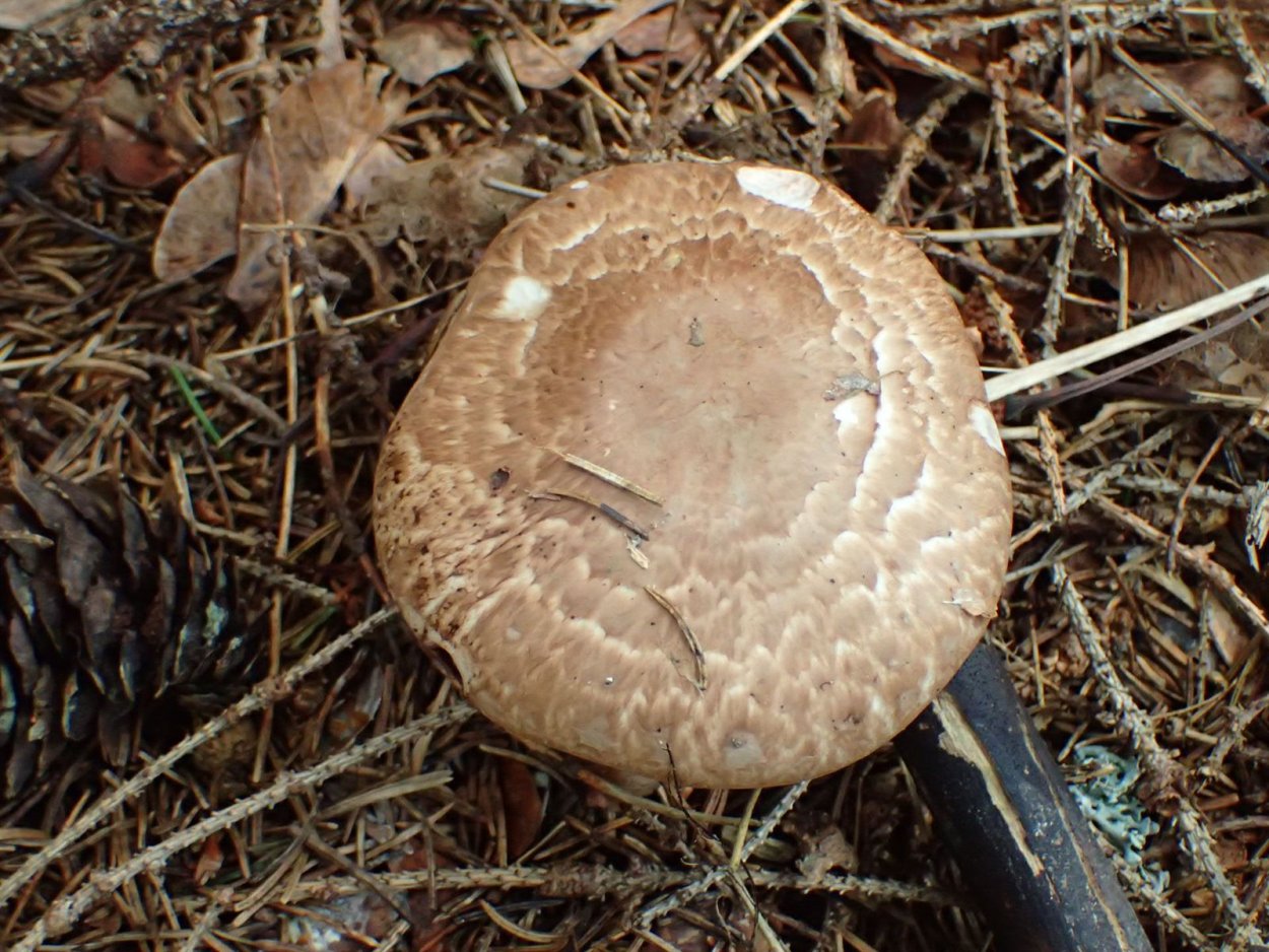 Agaricus arvensis Schaeff. — Шампиньон полевой