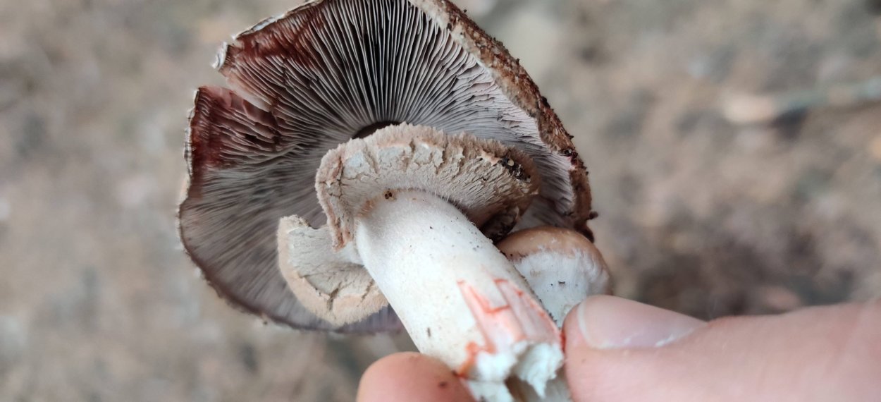 Шампиньон Луговой Agaricus Campestris