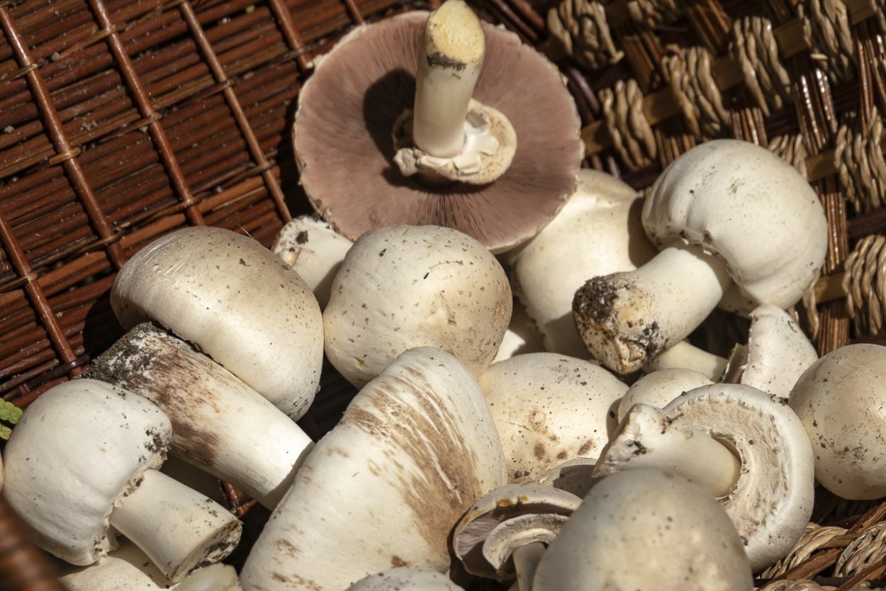 Шампиньон полуобутый (Agaricus subperonatus)