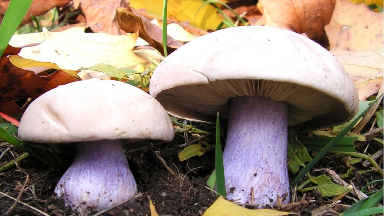 Шампиньоны Портобелло коричневый