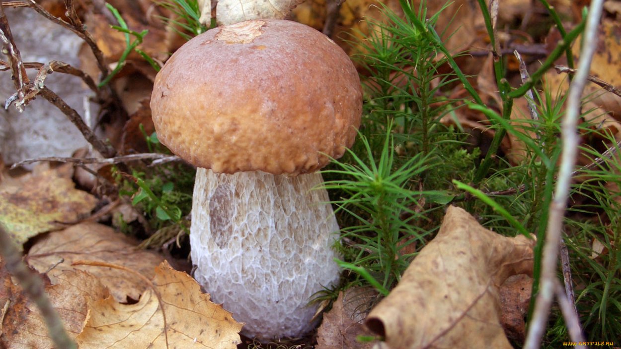 Могут ли грибы опята дать аллергию ребенку