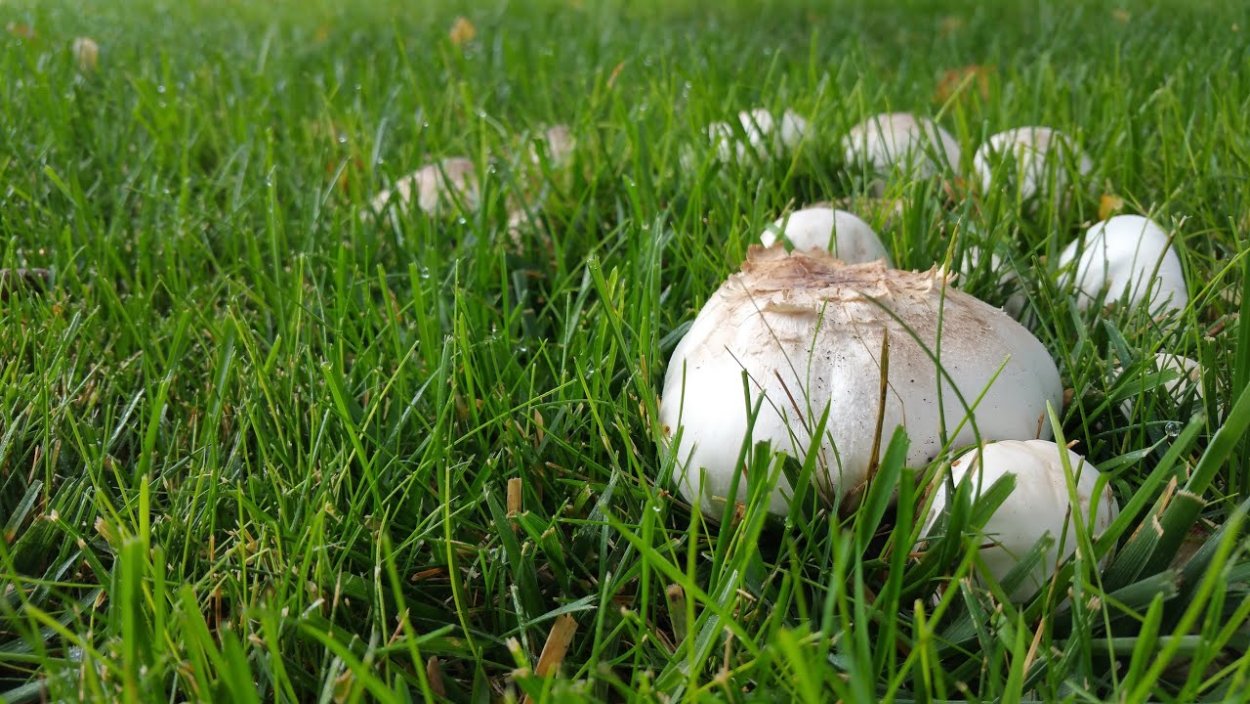 Шампиньон обыкновенный (Agaricus Campestris)