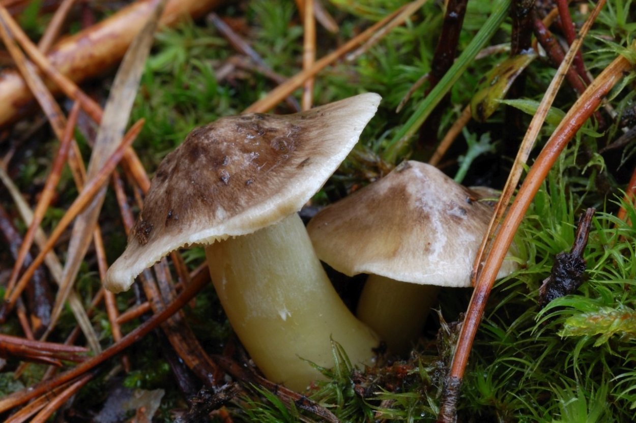Cortinarius laniger