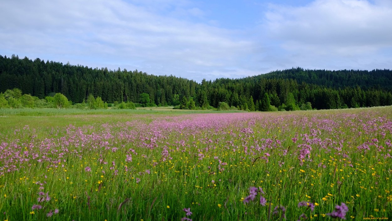 Лес панорама