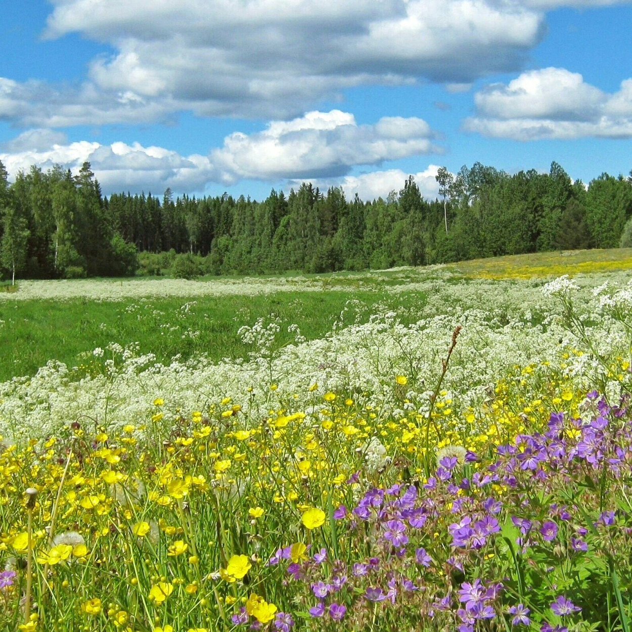 Луговая растительность Подмосковья