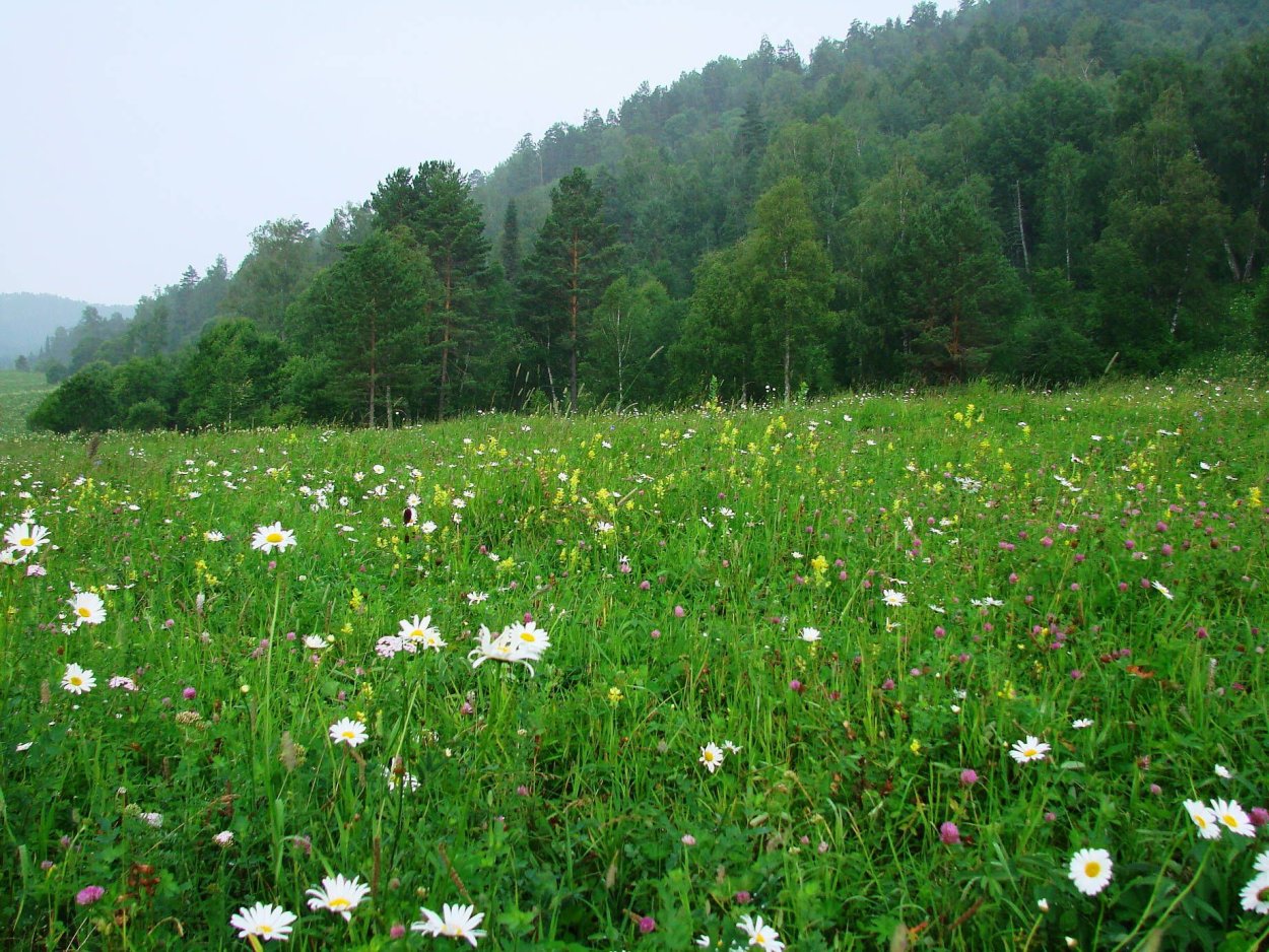 Луга Татарстана