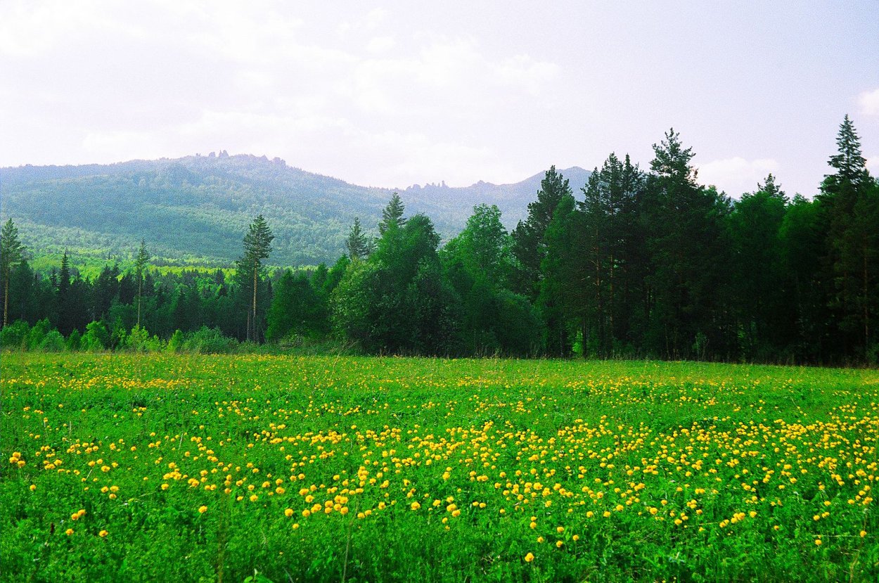 Лужский район лето лес