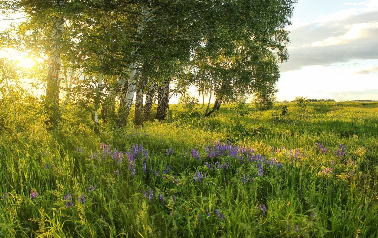 Лесная река