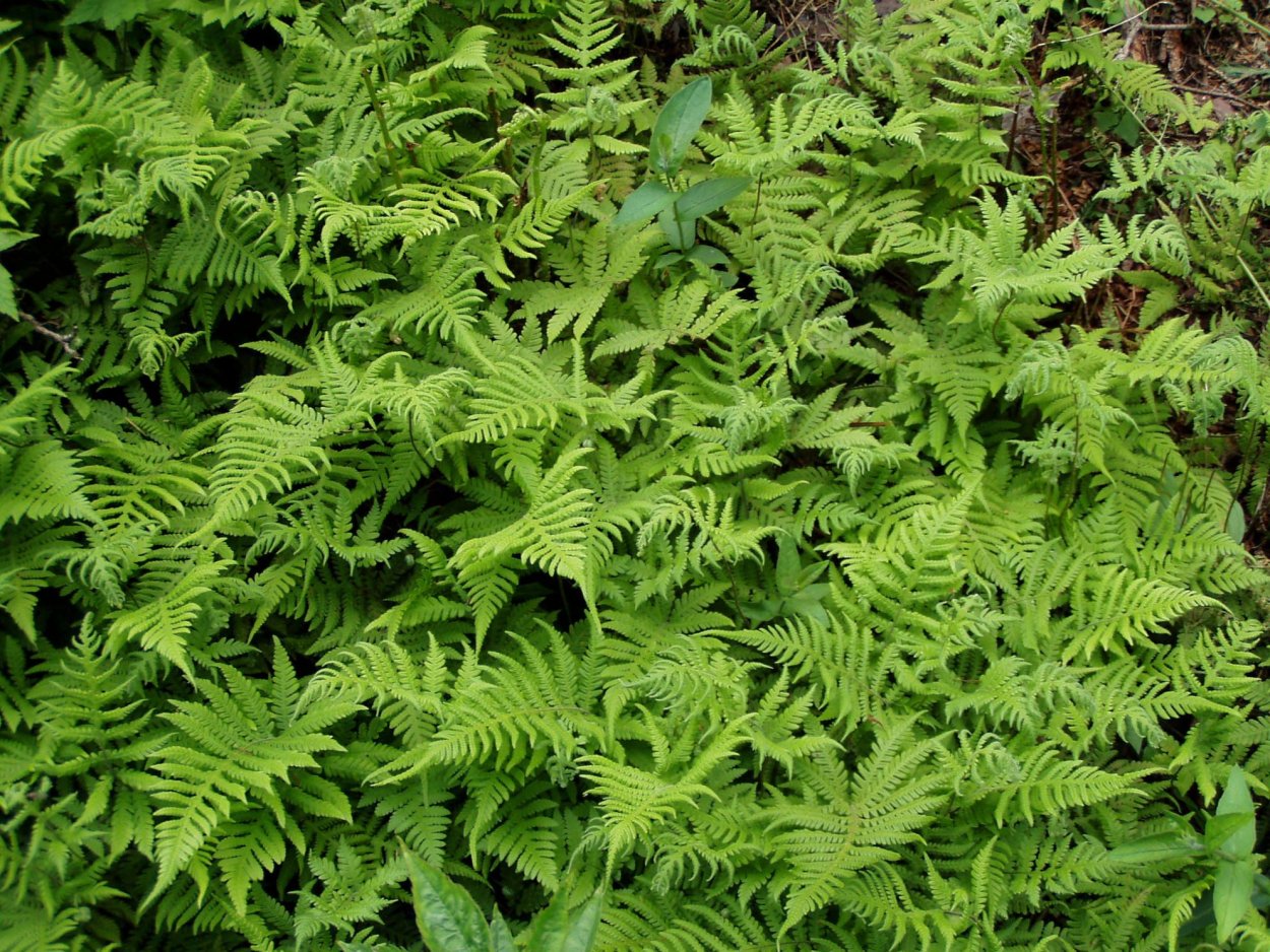 Папоротник Brazilian Fern