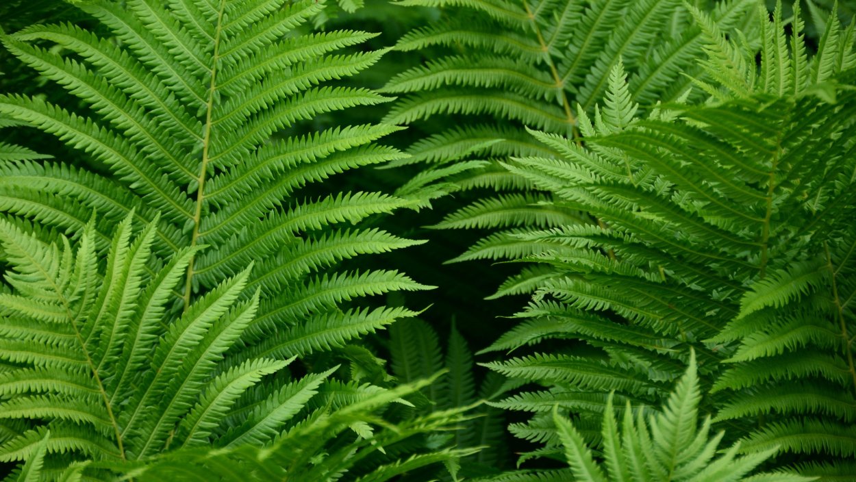 Папоротник (Polypodiophyta)
