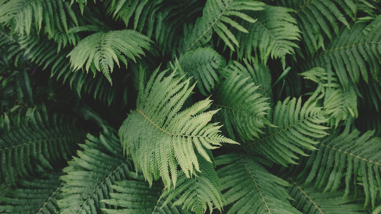Щитовник гребенчатый - dryopteris cristata