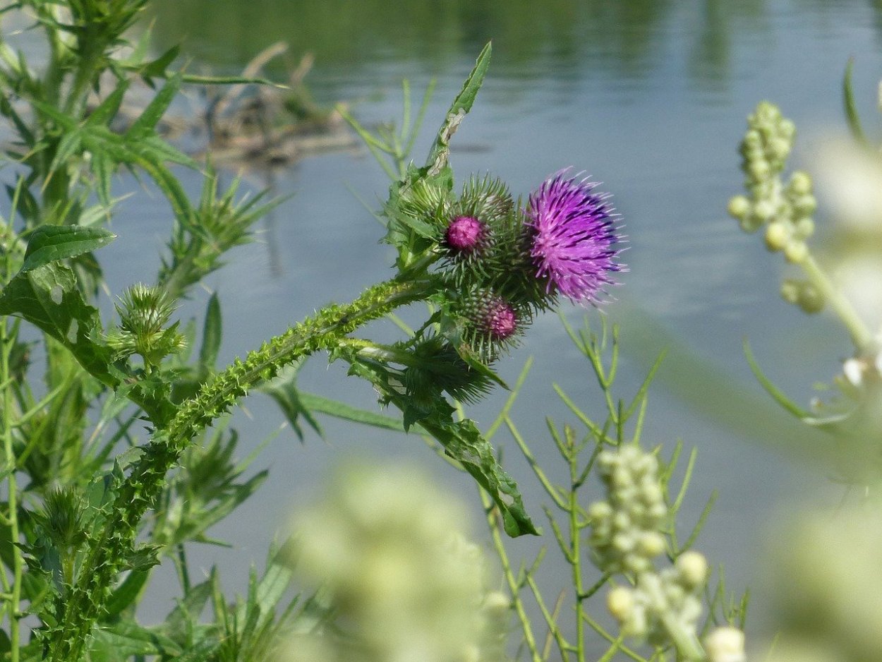 Растение Бодяк огородный (Cirsium oleraceum)