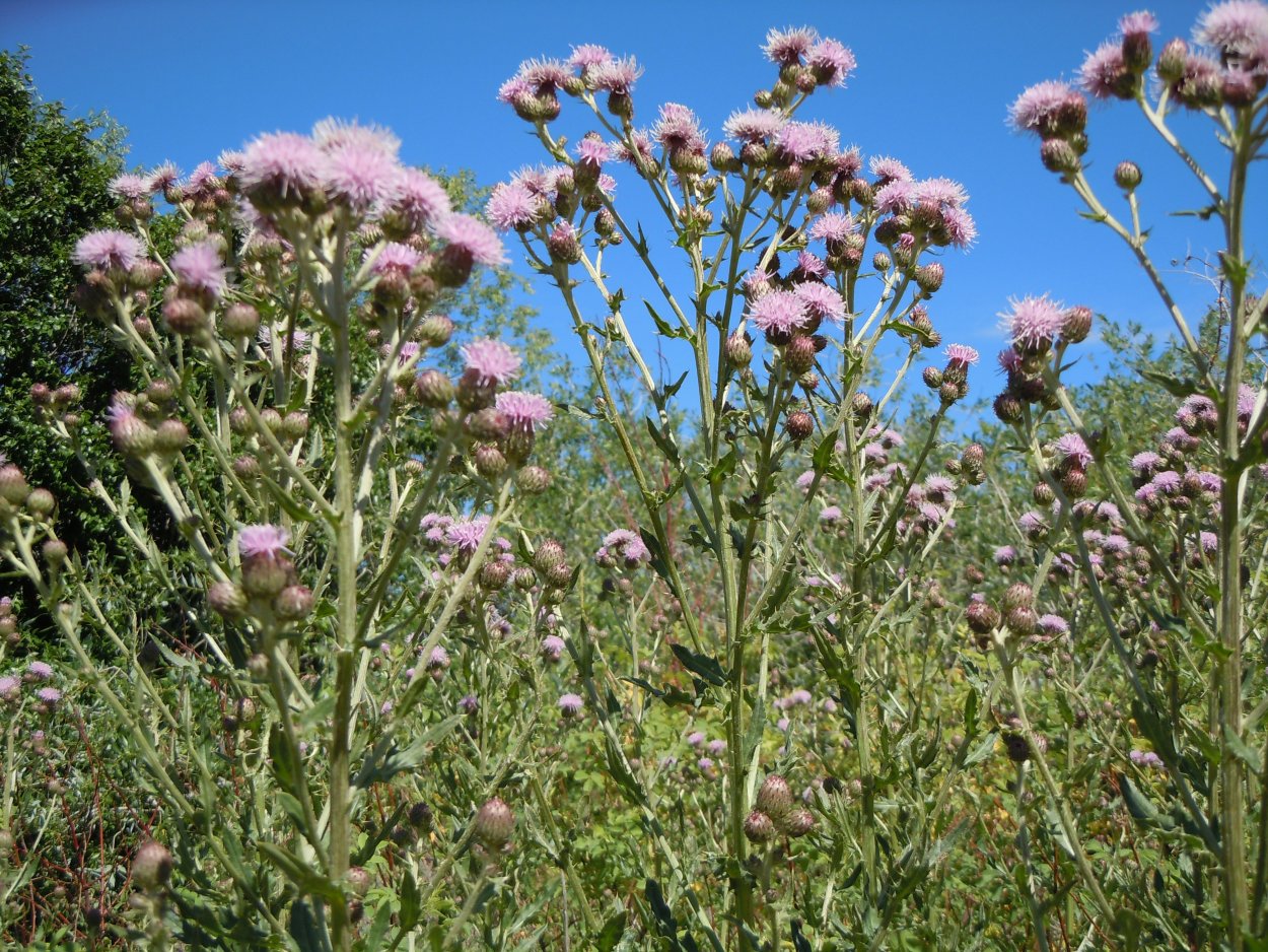 Бодяк полевой (Cirsium arvense)