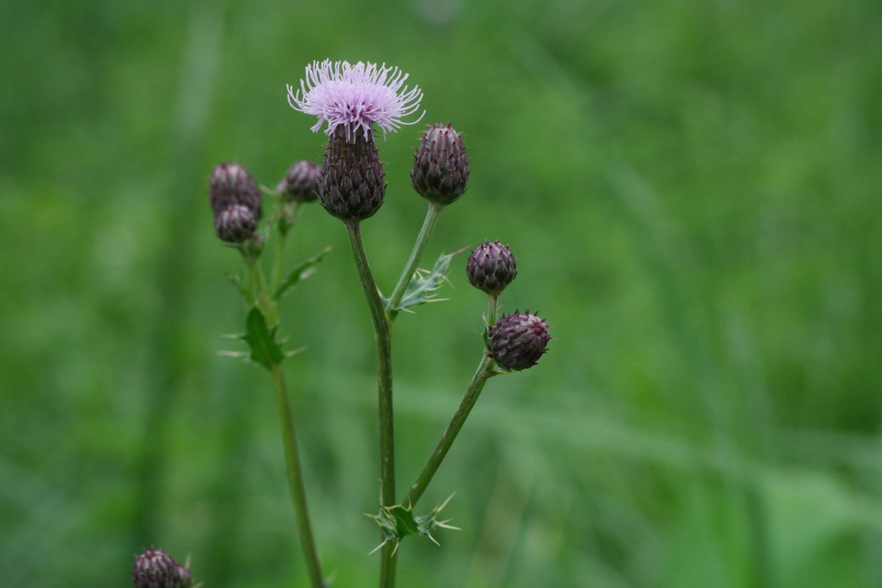 Бодяк полевой (Cirsium arvense)