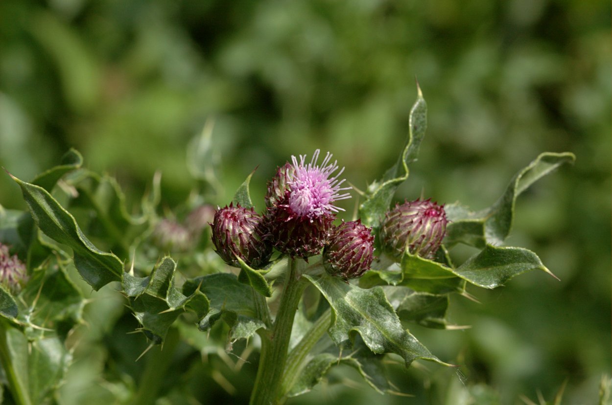 Бодяк полевой (Cirsium arvense)