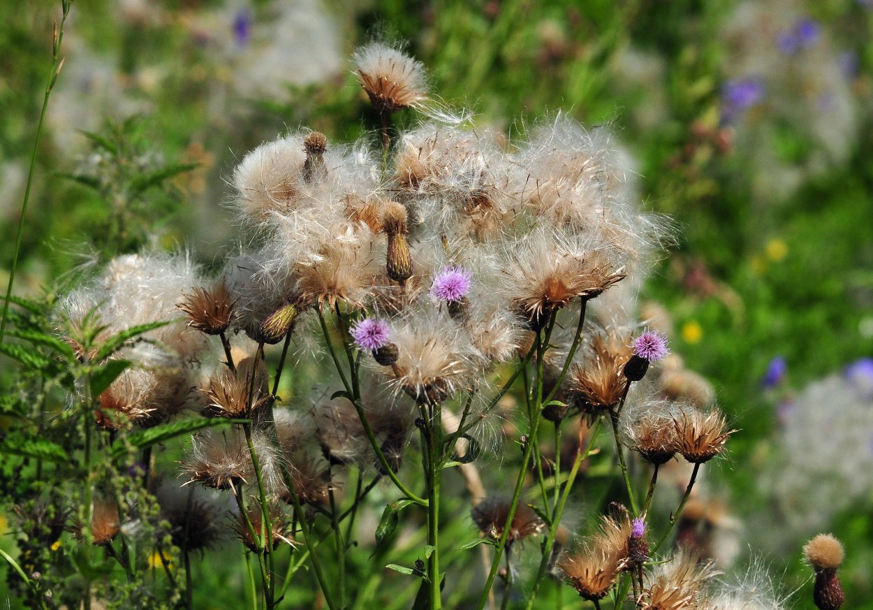 Бодяк полевой (Cirsium arvense)