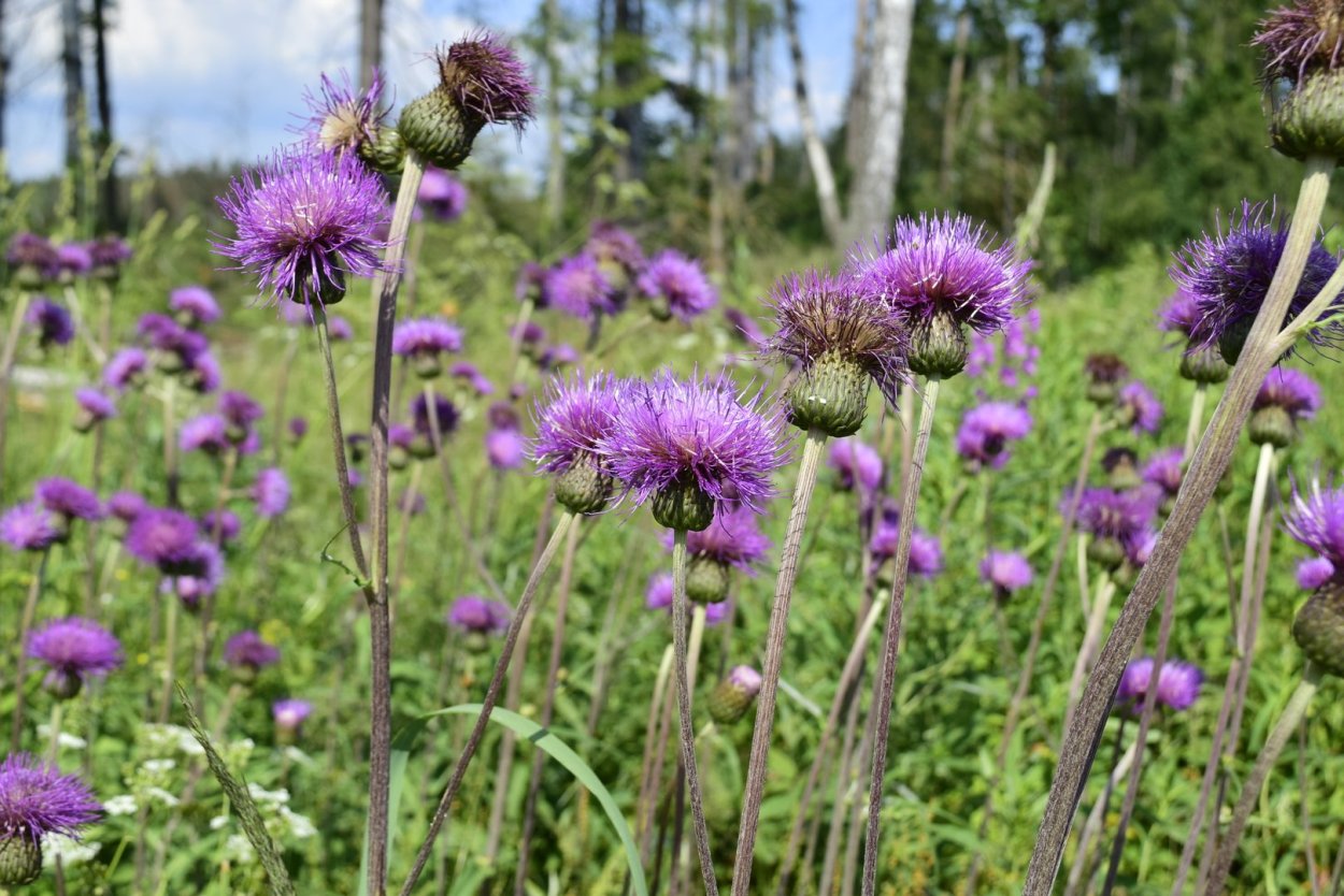 Бодяк полевой (Cirsium arvense)