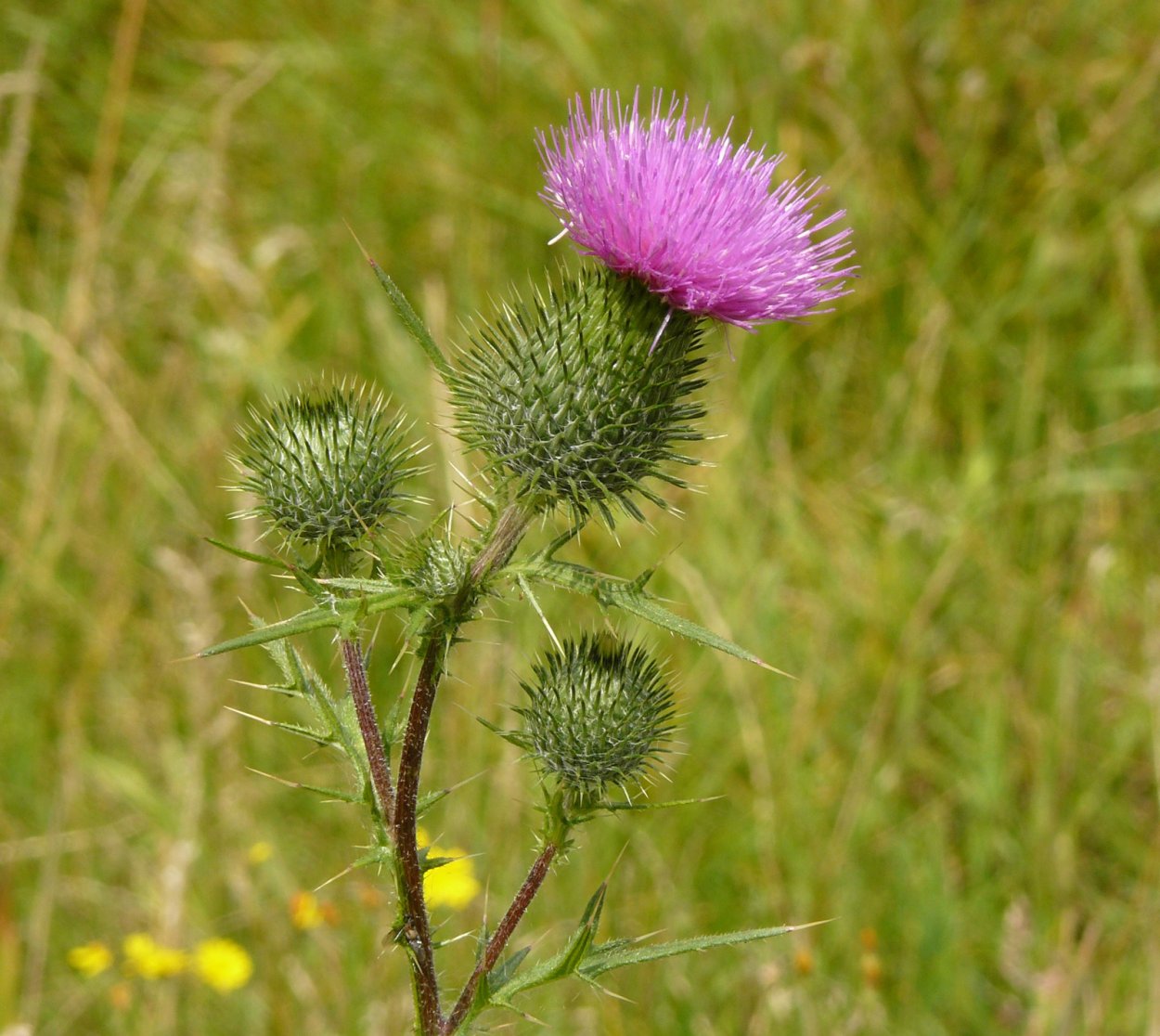 Бодяк полевой (Cirsium arvense)