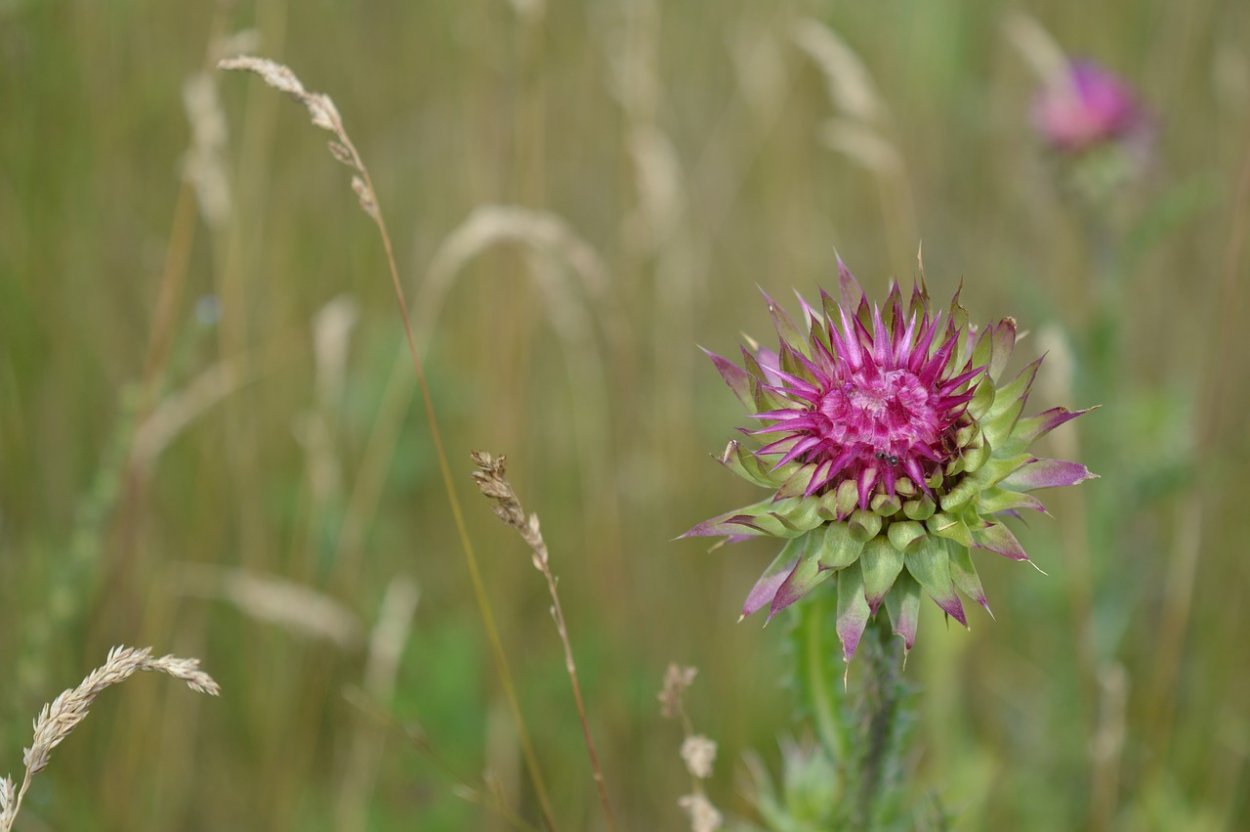 Бодяк полевой (Cirsium arvense)