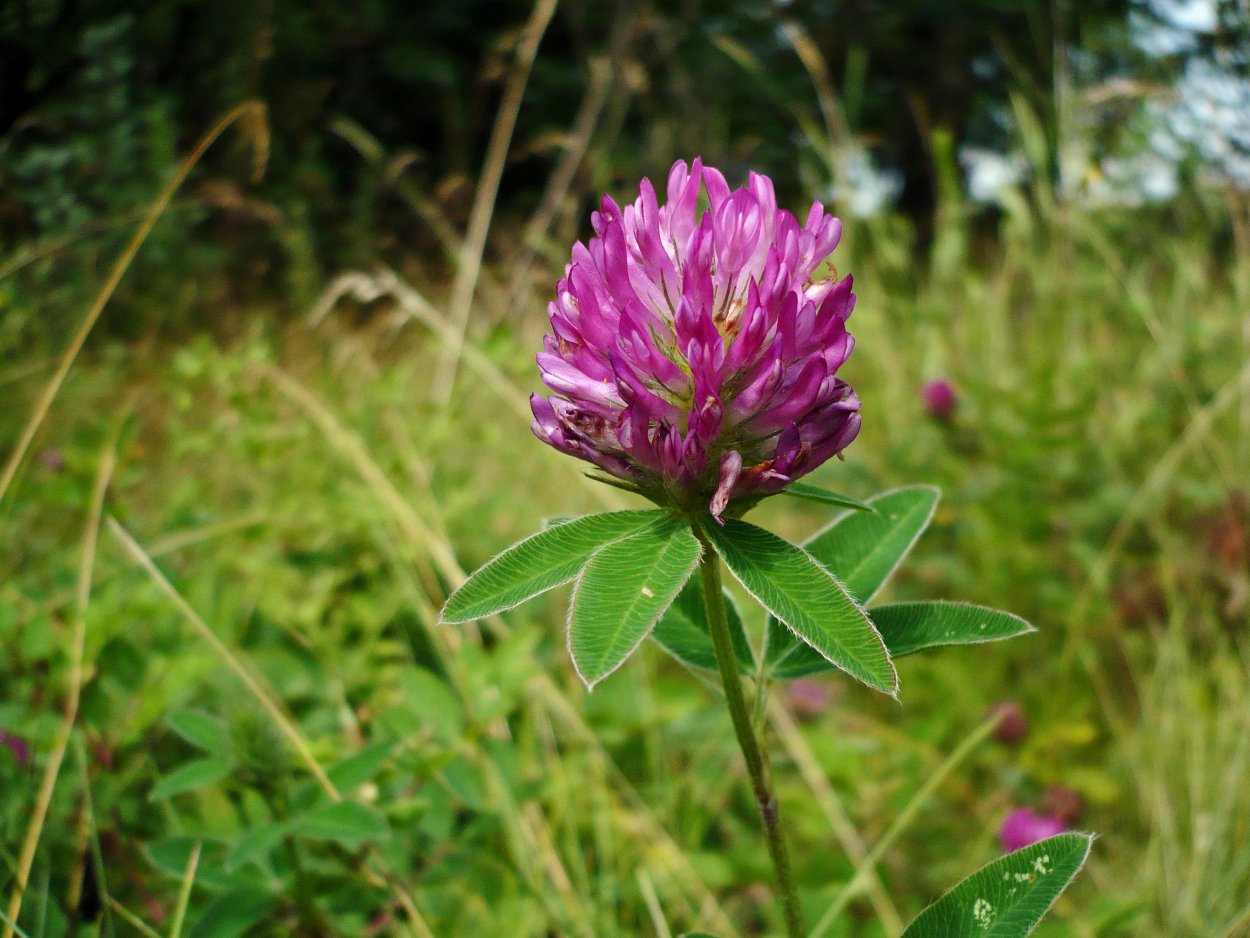 Клевер средний Trifolium Medium