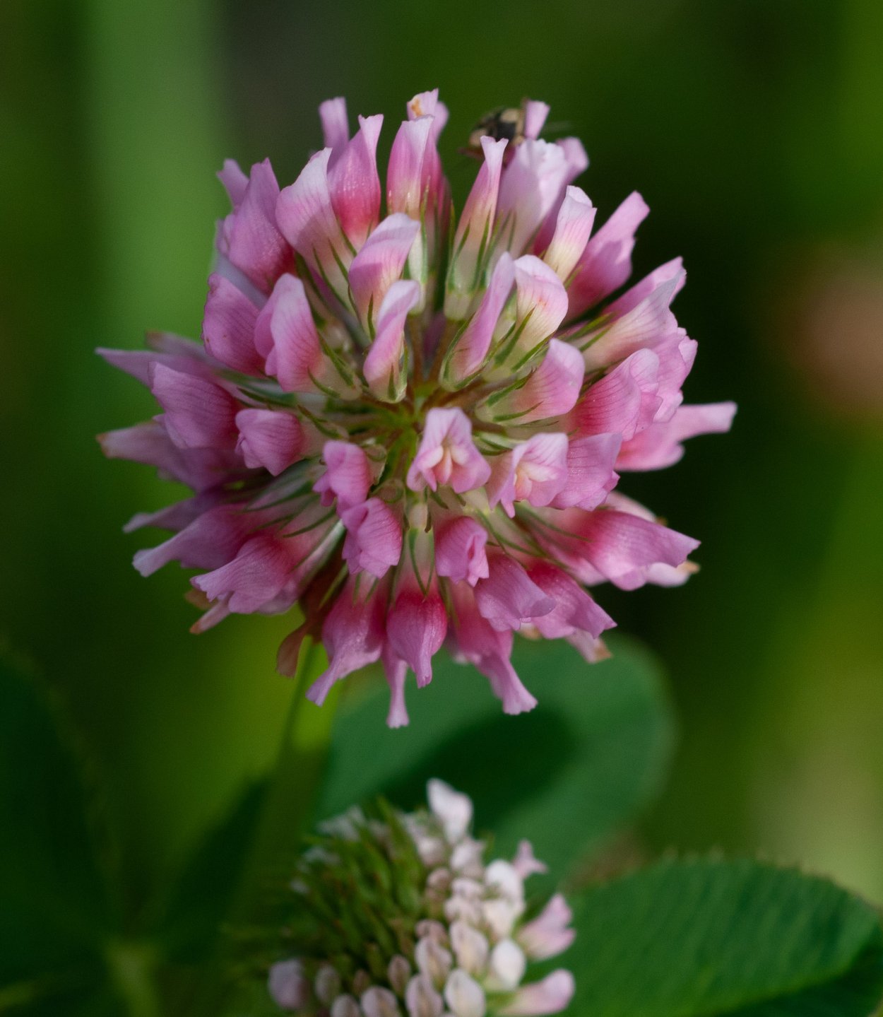 Клевер гибридный (Trifolium hybridum)