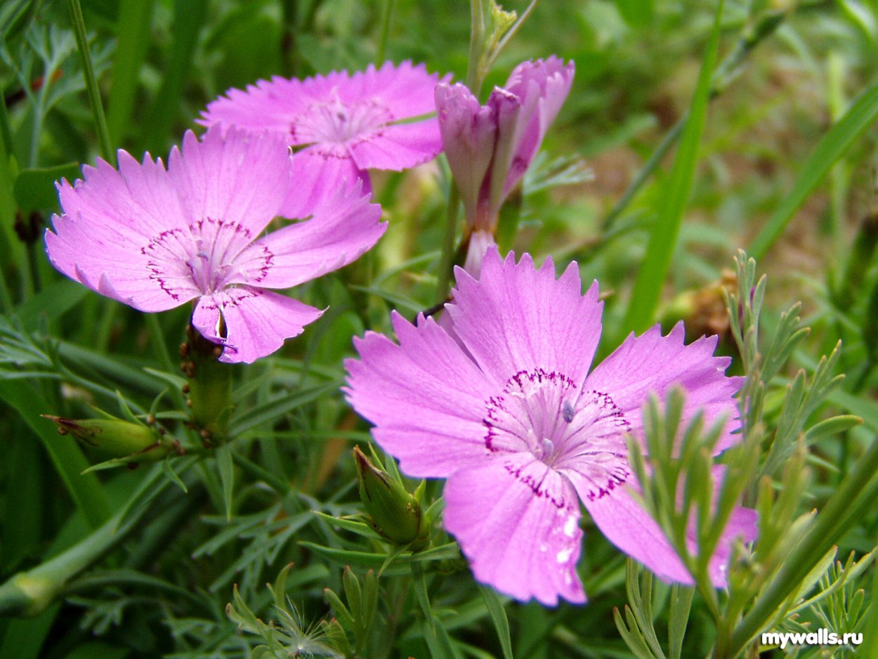 Гвоздика Евгении (Dianthus eugeniae Kleop.)