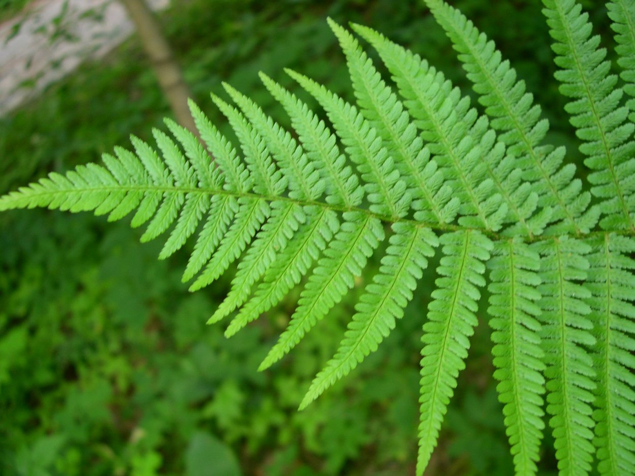 Папоротниковые растения орляк