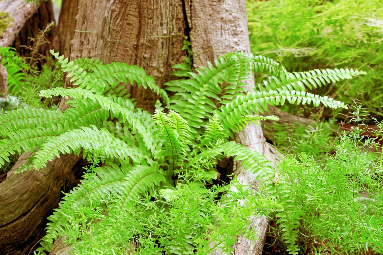 Polystichum setiferum