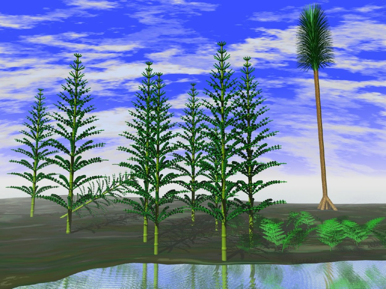 Папоротниковидные хвощи