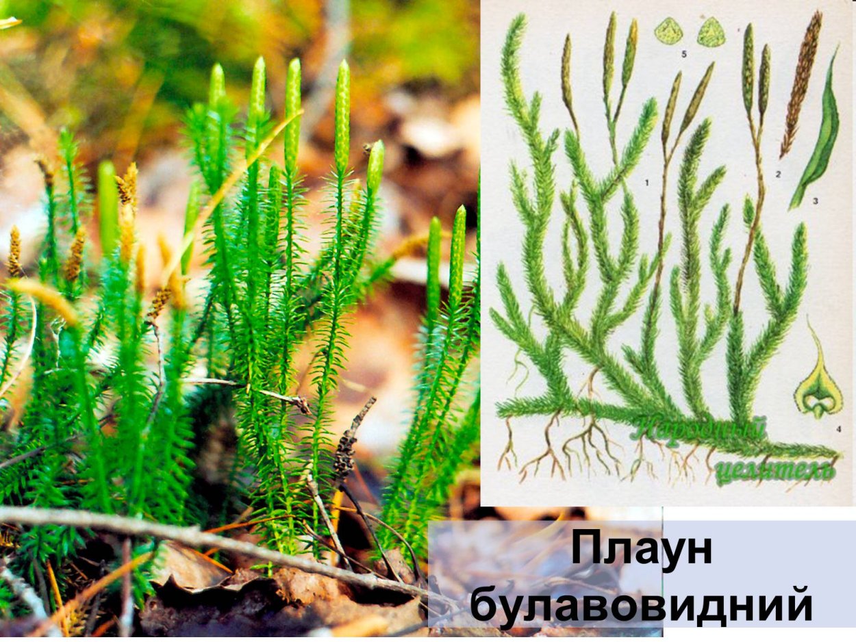 Хвощи плауны папоротники лист