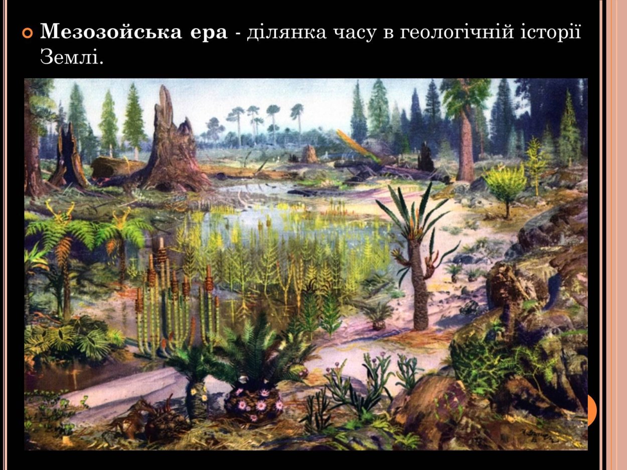 Мхи папоротники плауны