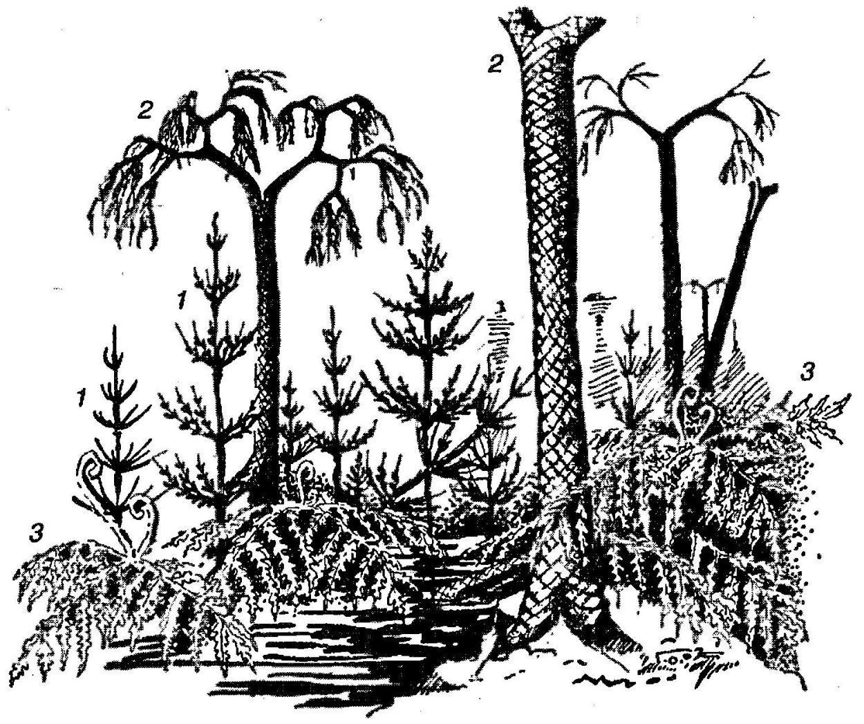 Плауны каменноугольного периода