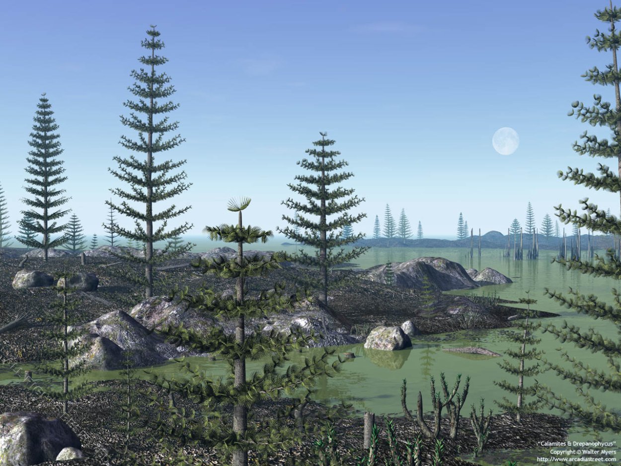 Афлебии папоротника