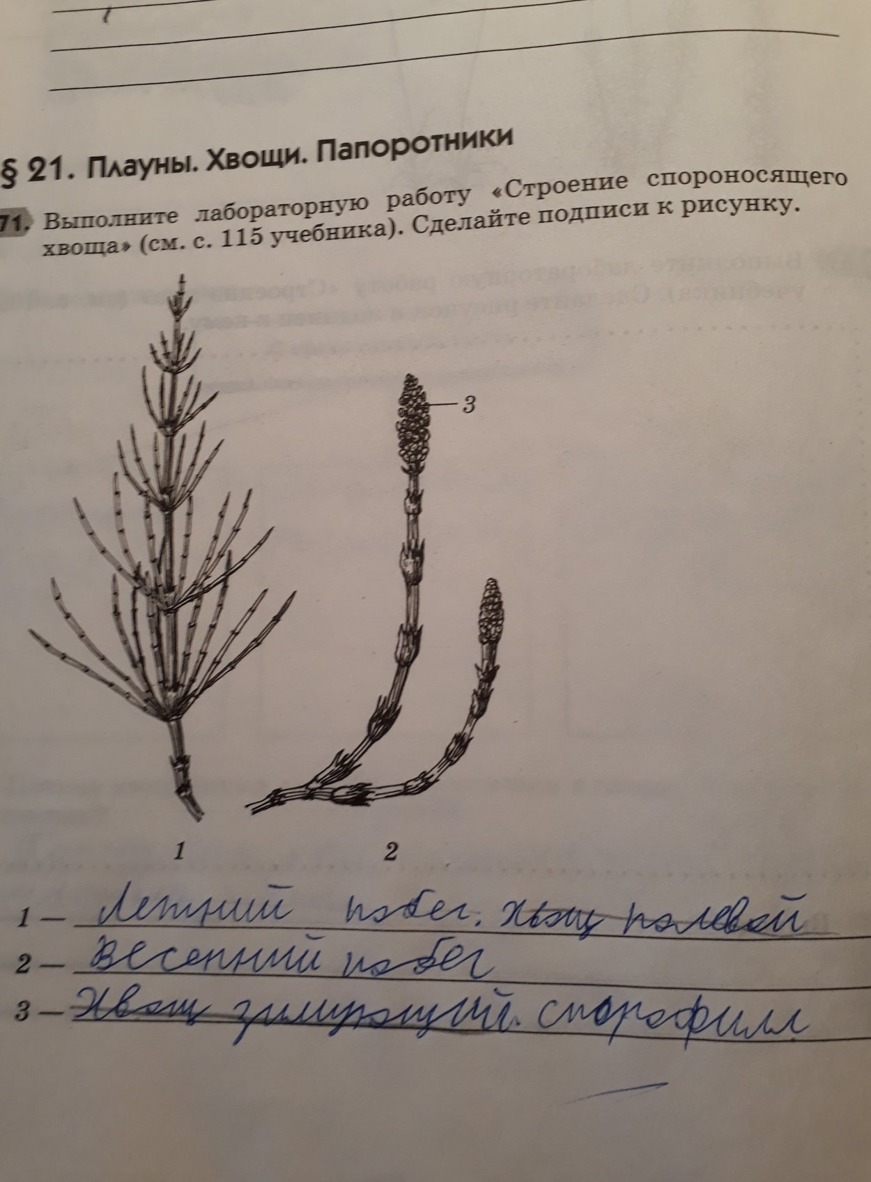 Орляк обыкновенный мхи