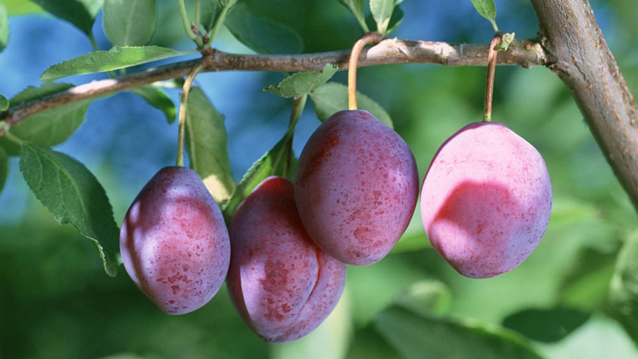 Слива Чачакская ранняя