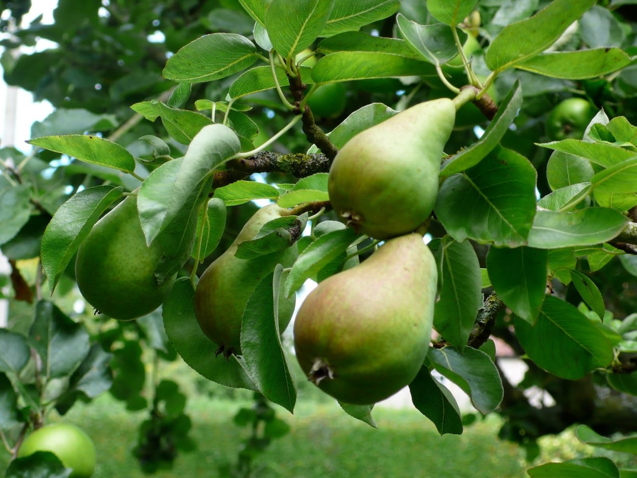 Терн (Prunus spinosa)
