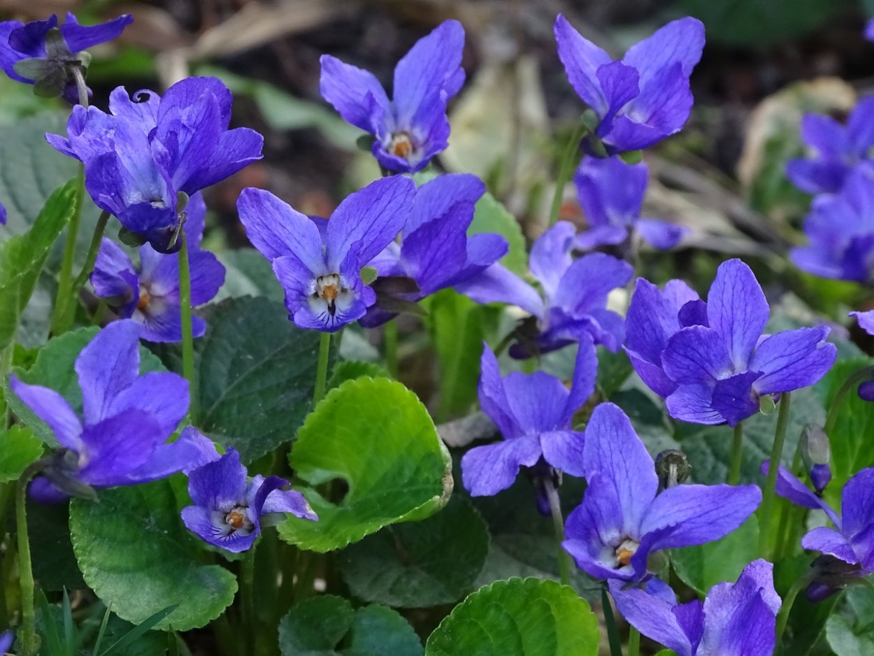 Фиалка душистая (Viola odorata `Konigin Charlotte`)