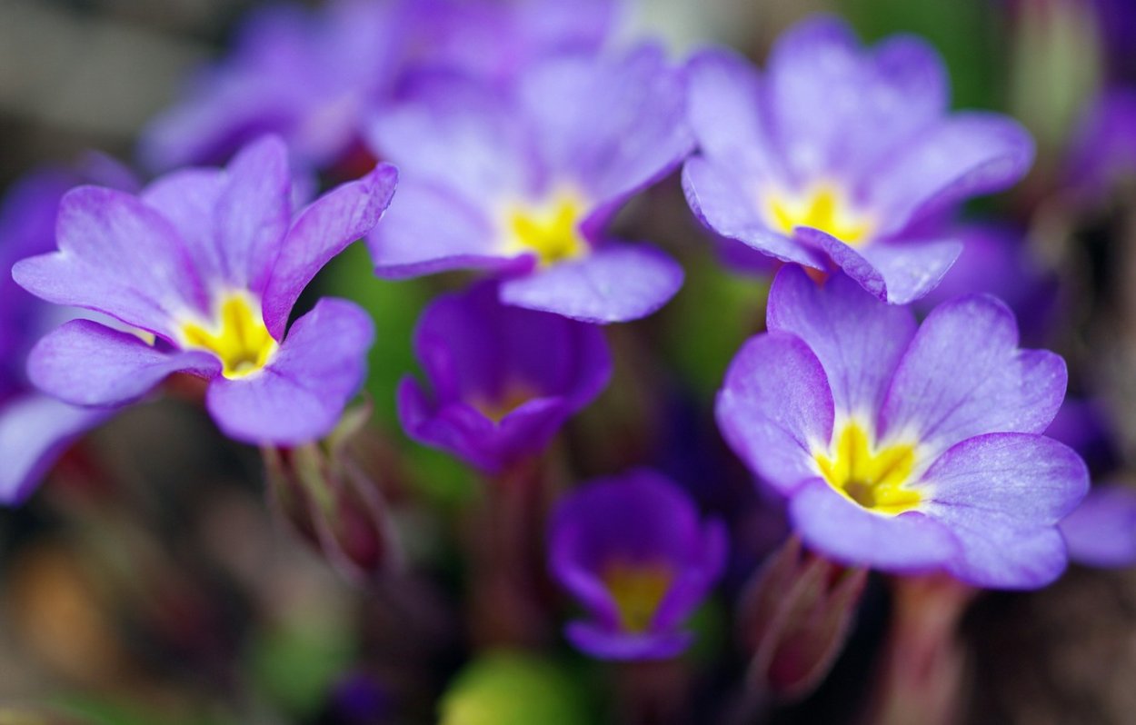 Примула Primula 'Purple Pip'