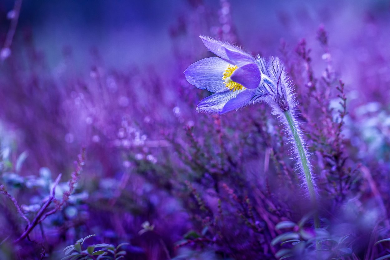Фиалка собачья (Viola Canina)