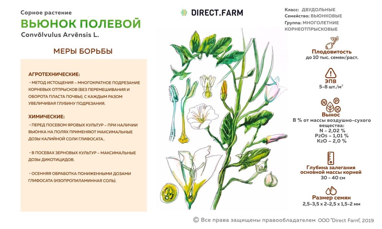 Вьюнок сорняк семена