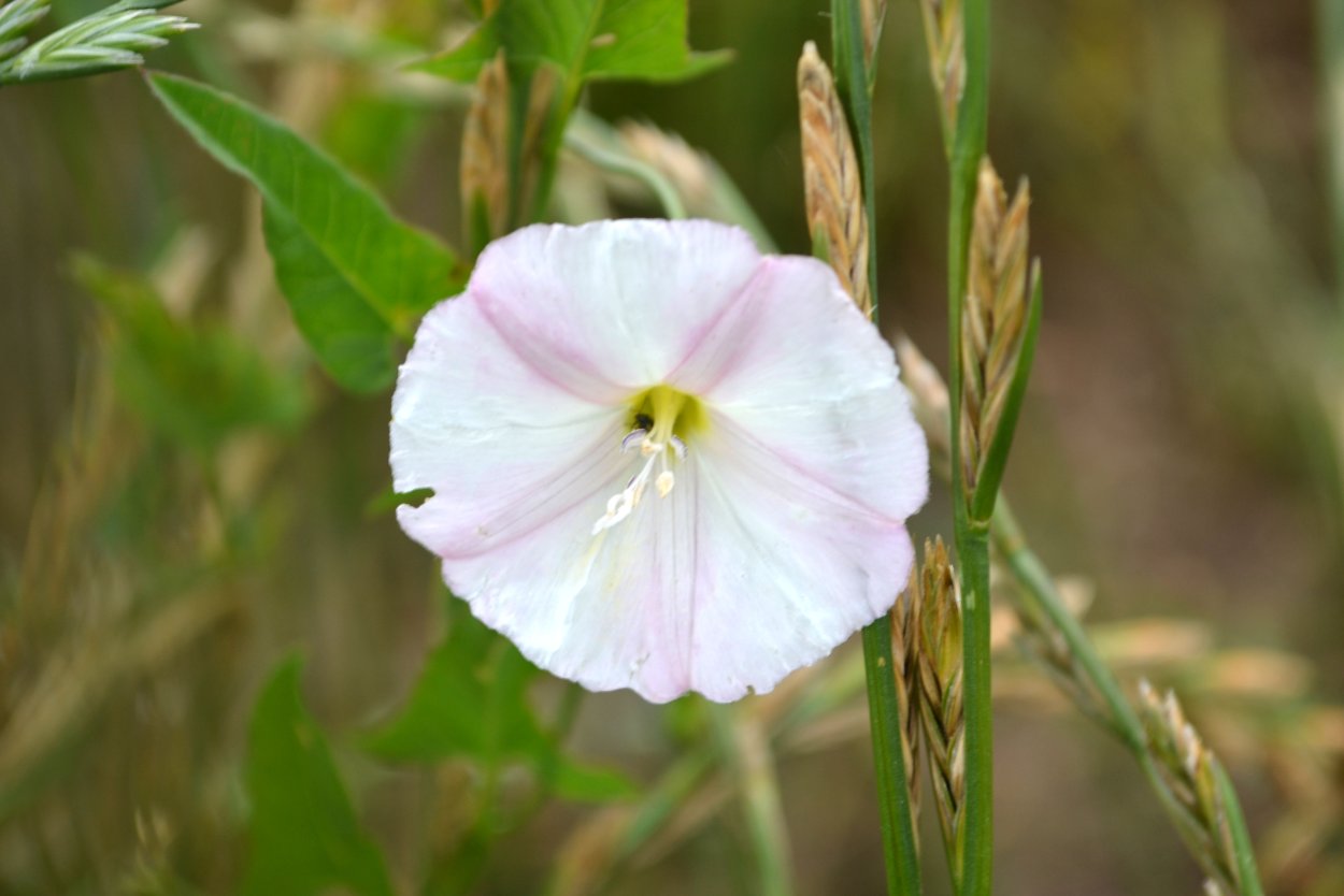 Вьюнок полевой (Convolvulus arvensis)