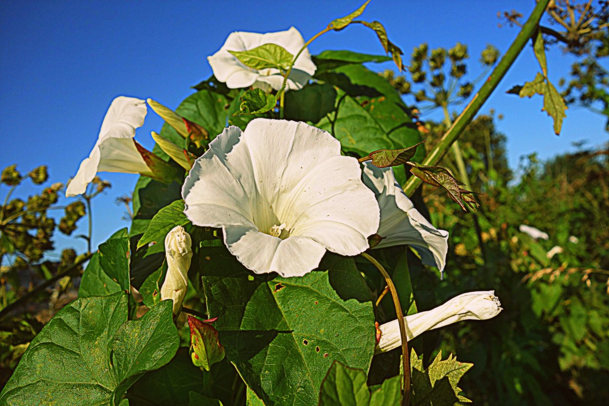 Вьюнок bindweed