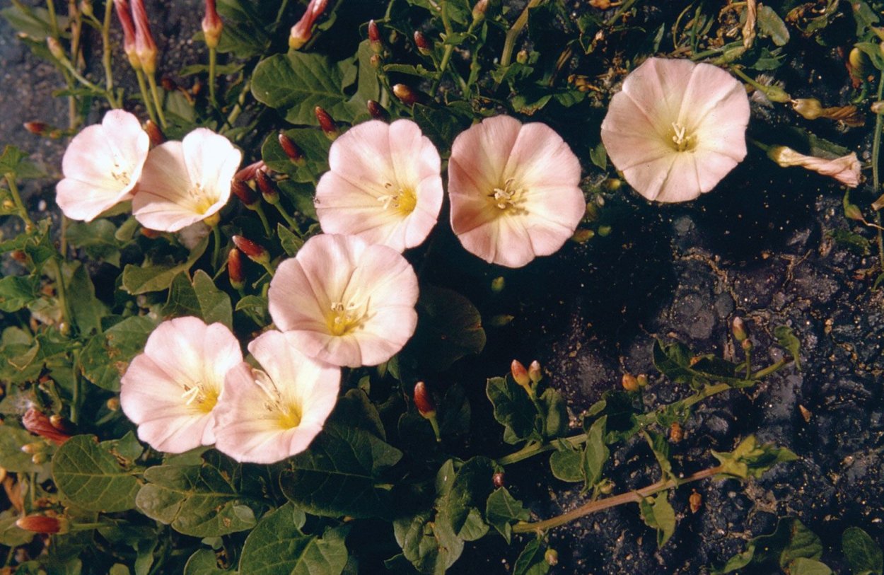 Вьюнок какая почва. Вьюнок bindweed. Вьюнок полевой Березка. Вьюн полевой. Вьюн калистегия.