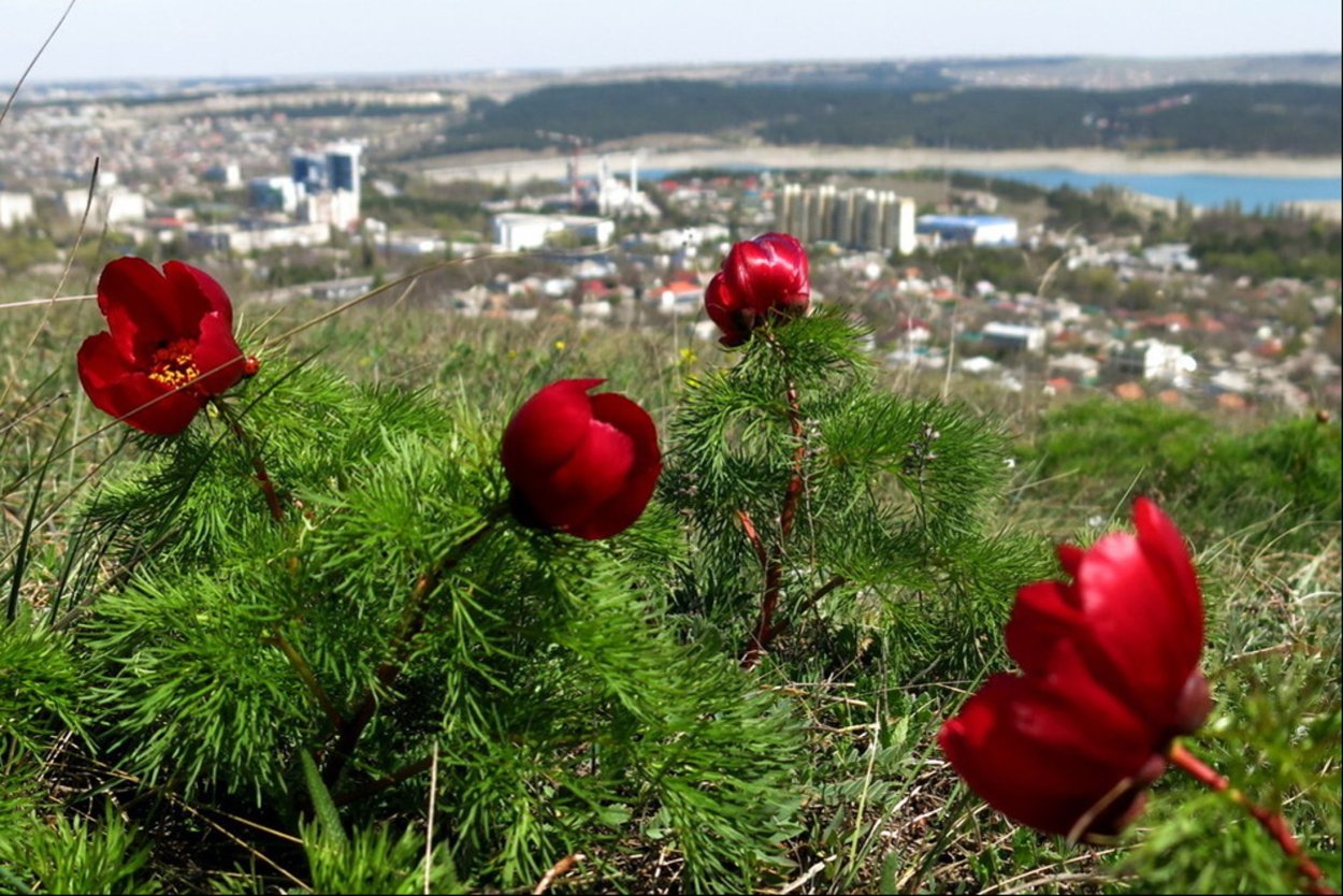Цветение пионов в Крыму