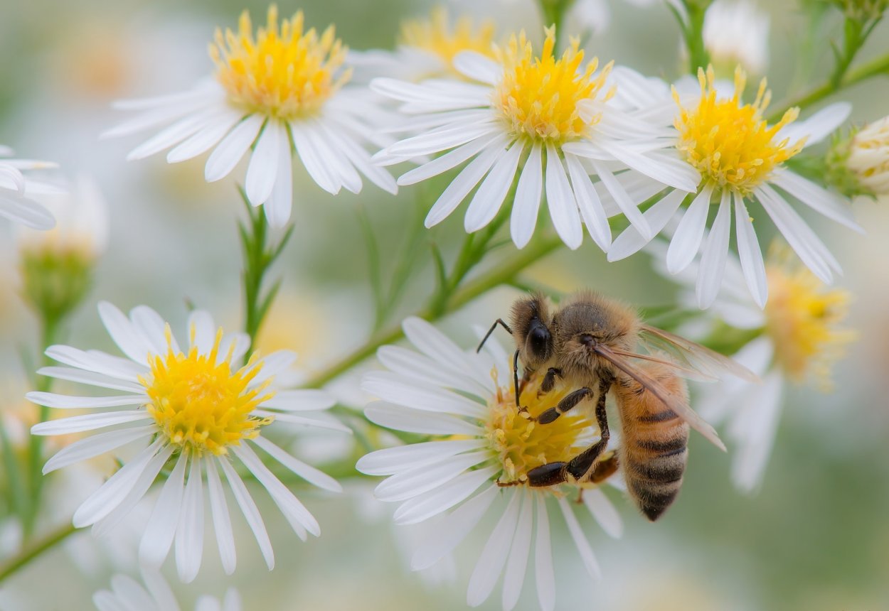 Луговые цветы и пчелы