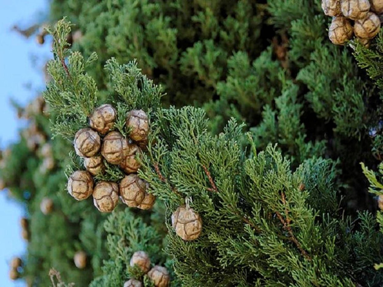 Кипарис вечнозеленый (Cupressus sempervirens)