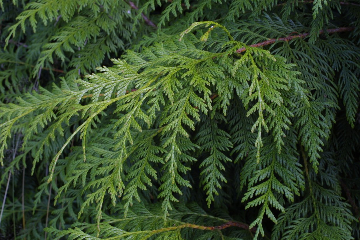 Thuja plicata Atrovirens