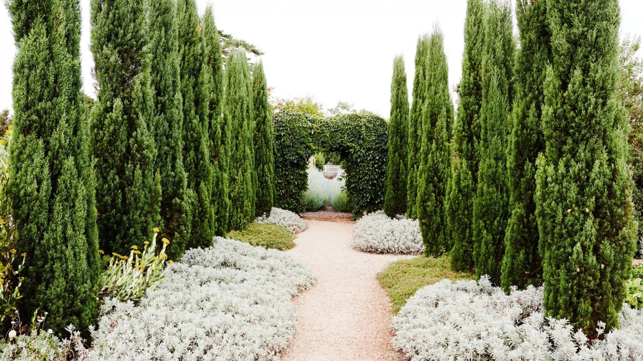 Cupressus sempervirens